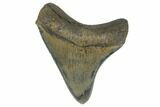 Serrated, Fossil Megalodon Tooth - Collector Quality #173899-1
